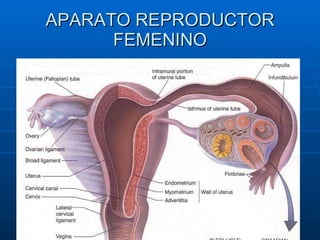 APARATO REPRODUCTOR FEMENINO