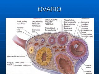 OVARIO
