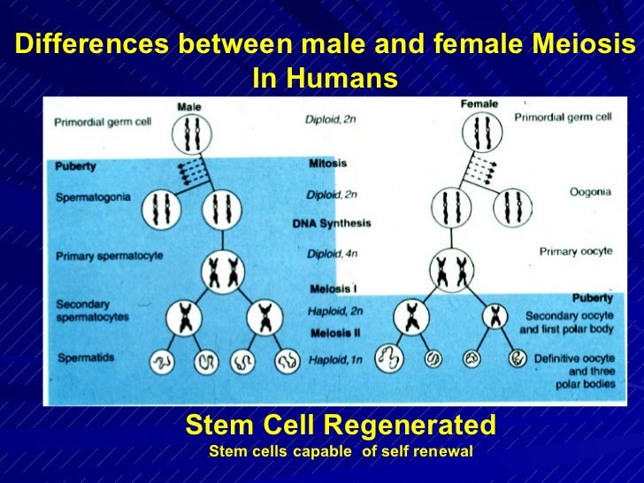 Матрица гаряева стволовые клетки. Cell male. Y хромосома под микроскопом. Cell labeled. Гормон клеток сертоли.