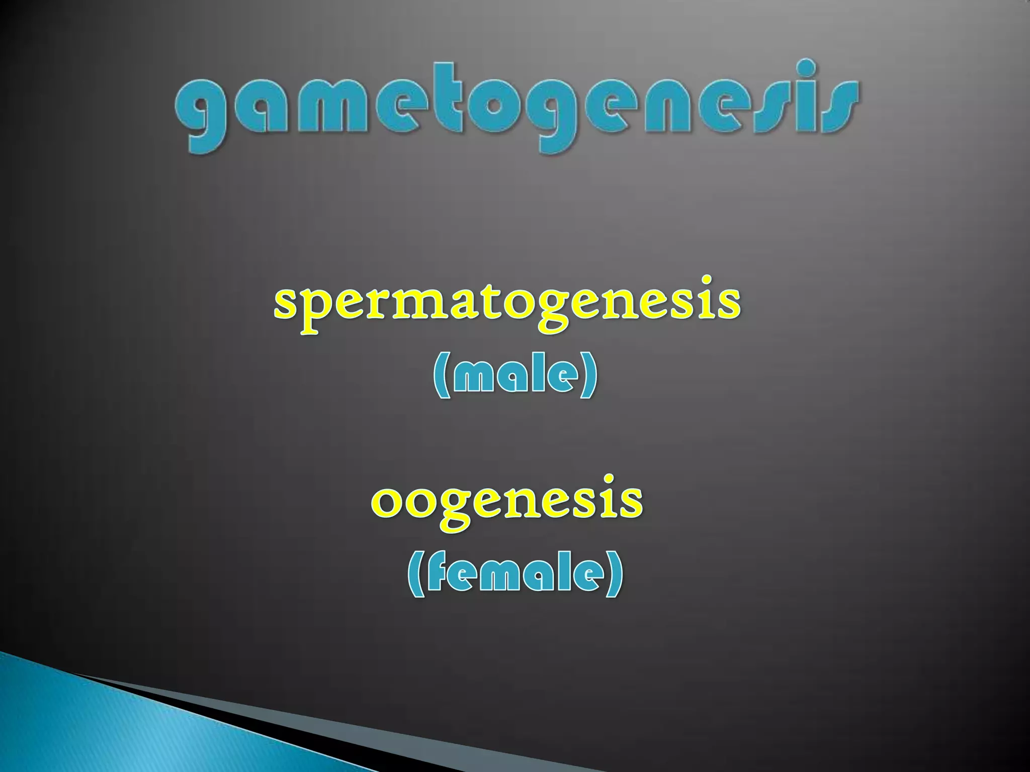 Gametogenesis | PPTX