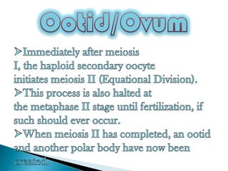 Gametogenesis | PPTX