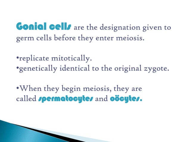 Gametogenesis Biology Diagrams