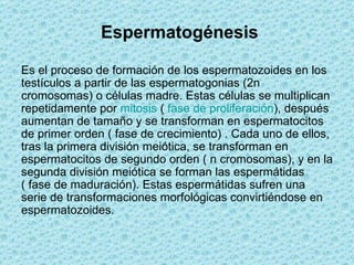 Espermatogénesis

Es el proceso de formación de los espermatozoides en los
testículos a partir de las espermatogonias (2n
cromosomas) o células madre. Estas células se multiplican
repetidamente por mitosis ( fase de proliferación), después
aumentan de tamaño y se transforman en espermatocitos
de primer orden ( fase de crecimiento) . Cada uno de ellos,
tras la primera división meiótica, se transforman en
espermatocitos de segundo orden ( n cromosomas), y en la
segunda división meiótica se forman las espermátidas
( fase de maduración). Estas espermátidas sufren una
serie de transformaciones morfológicas convirtiéndose en
espermatozoides.
 
