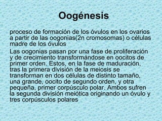    Oogénesis
proceso de formación de los óvulos en los ovarios
a partir de las oogonias(2n cromosomas) o células
madre de los óvulos
Las oogonias pasan por una fase de proliferación
y de crecimiento transformándose en oocitos de
primer orden. Estos, en la fase de maduración,
tras la primera división de la meiosis se
transforman en dos células de distinto tamaño,
una grande, oocito de segundo orden, y otra
pequeña, primer corpúsculo polar. Ambos sufren
la segunda división meiótica originando un óvulo y
tres corpúsculos polares
 