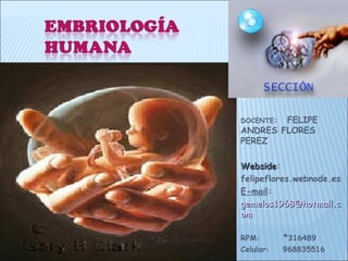 DOCENTE:FELIPE
ANDRES FLORES
PEREZ

Webside:
Webside
felipeflores.webnode.es
E-mail:
gemelos1968@hotmail.c
om

RPM:       *316489
Celular:   968835516
 