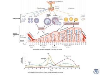 Gametogenesis | PPTX