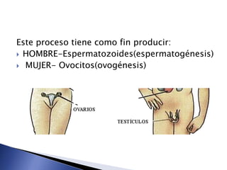 Este proceso tiene como fin producir:
 HOMBRE-Espermatozoides(espermatogénesis)
 MUJER- Ovocitos(ovogénesis)
 