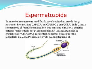 Espermatozoide
Es una célula sumamente modificada cuya longitud no excede los 50
micrones. Presenta una CABEZA, un CUERPO y una COLA. En la Cabeza
se encuentra el Pronúcleo masculino, que contiene el material genético
paterno representado por 23 cromosomas. En la cabeza también se
encuentra el ACROSOMA que contiene enzimas líticas que van a
fagocitarlo a la Zona Pelúcida del óvulo cuando lleguen a él.

 