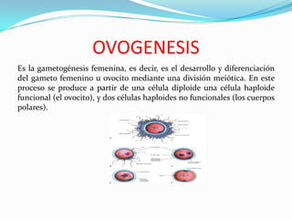 OVOGENESIS
Es la gametogénesis femenina, es decir, es el desarrollo y diferenciación
del gameto femenino u ovocito mediante una división meiótica. En este
proceso se produce a partir de una célula diploide una célula haploide
funcional (el ovocito), y dos células haploides no funcionales (los cuerpos
polares).

 