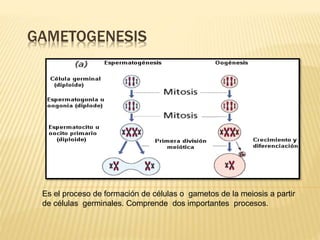 GAMETOGENESIS
Es el proceso de formación de células o gametos de la meiosis a partir
de células germinales. Comprende dos importantes procesos.
 