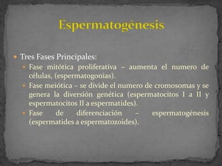 Tres Fases Principales:
 Fase mitótica proliferativa – aumenta el numero de

células, (espermatogonias).
 Fase meiótica – se divide el numero de cromosomas y se
genera la diversión genética (espermatocitos I a II y
espermatocitos II a espermatides).
 Fase
de
diferenciación
–
espermatogénesis
(espermatides a espermatozoides).

 