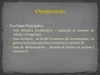  Tres Fases Principales:
 Fase mitótica proliferativa – aumenta el numero de

células, (ovogonias).
 Fase meiotica – se divide el numero de cromosomas y se
genera la división genética (ovocitos I a ovocito II).
 Fase de diferenciación – durante el arresto en profase I
(ovocito I).

 