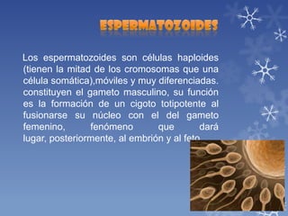 Los espermatozoides son células haploides
(tienen la mitad de los cromosomas que una
célula somática),móviles y muy diferenciadas.
constituyen el gameto masculino, su función
es la formación de un cigoto totipotente al
fusionarse su núcleo con el del gameto
femenino,
fenómeno
que
dará
lugar, posteriormente, al embrión y al feto.

 