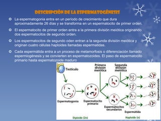 DESCRIPCIÓN DE LA ESPERMATOGÉNESIS
 La espermatogonia entra en un período de crecimiento que dura
aproximadamente 26 días y se transforma en un espermatocito de primer orden.
 El espermatocito de primer orden entra a la primera división meiótica originando
dos espermatocitos de segundo orden.
 Los espermatocitos de segundo oden entran a la segunda división meiótica y
originan cuatro células haploides llamadas espermatidas.
 Cada espermátida entra a un proceso de metamorfosis o diferenciación llamado
espermiogénesis y se convierten en espermatozoides. El paso de espermatocito
primario hasta espermatozoide maduro

 
