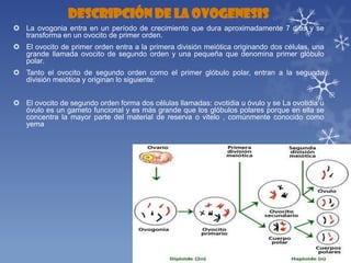 DESCRIPCIÓN DE LA OVOGENESIS
 La ovogonia entra en un período de crecimiento que dura aproximadamente 7 días y se
transforma en un ovocito de primer orden.
 El ovocito de primer orden entra a la primera división meiótica originando dos células, una
grande llamada ovocito de segundo orden y una pequeña que denomina primer glóbulo
polar.
 Tanto el ovocito de segundo orden como el primer glóbulo polar, entran a la segunda
división meiótica y originan lo siguiente:

 El ovocito de segundo orden forma dos células llamadas: ovotidia u óvulo y se La ovotidia u
óvulo es un gameto funcional y es más grande que los glóbulos polares porque en ella se
concentra la mayor parte del material de reserva o vitelo , comúnmente conocido como
yema

 