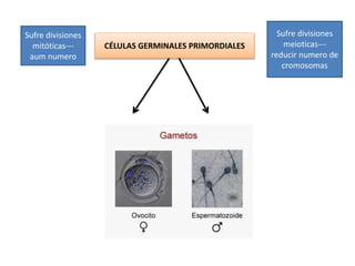 CÉLULAS GERMINALES PRIMORDIALES 
Sufre divisiones 
mitóticas--- 
aum numero 
Sufre divisiones 
meioticas--- 
reducir numero de 
cromosomas 
 
