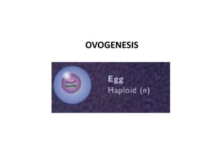 OVOGENESIS 
 
