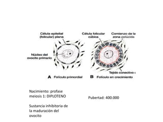 Nacimiento: profase 
meiosis 1: DIPLOTENO 
Sustancia inhibitoria de 
la maduración del 
ovocito 
Pubertad: 400.000 
 