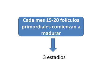 Cada mes 15-20 folículos 
primordiales comienzan a 
madurar 
3 estadios 
 