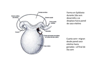 Forma en Epiblasto 
durante 2da sem 
desarrollo y se 
desplaza hacia pared 
de saco vitelino 
Cuarta sem– migran 
desde pared saco 
vitelino hacia 
gonadas---al final de 
5ta sem 
 