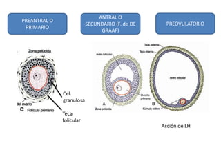 PREANTRAL O 
PRIMARIO 
ANTRAL O 
SECUNDARIO (F. de DE 
GRAAF) 
PREOVULATORIO 
Cel. 
granulosa 
Teca 
folicular 
Acción de LH 
 