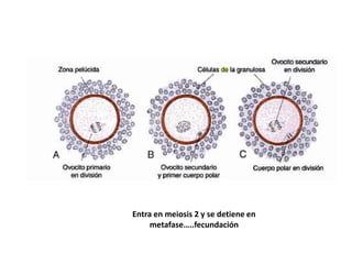 Entra en meiosis 2 y se detiene en 
metafase…..fecundación 
 