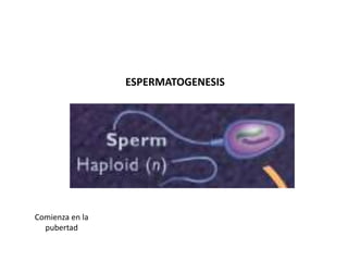 ESPERMATOGENESIS 
Comienza en la 
pubertad 
 