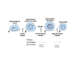Profase 
prolongada 
por 22 días Termina 
meiosis 1 
Termina 
meiosis 2 
 