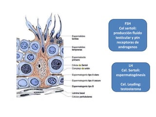 FSH 
Cel sertoli: 
producción fluido 
testicular y ptn 
receptoras de 
androgenos 
LH 
Cel. Sertoli: 
espermatogénesis 
Cel. Leyding: 
testosterona 
 