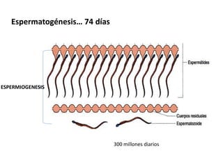 Espermatogénesis… 74 días 
300 millones diarios 
ESPERMIOGENESIS 
 