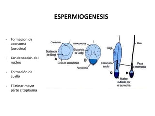 - Formacion de 
acrosoma 
(acrosina) 
- Condensación del 
núcleo 
- Formación de 
cuello 
- Eliminar mayor 
parte citoplasma 
ESPERMIOGENESIS 
 