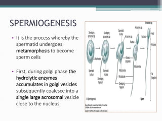 SPERMIOGENESIS
• It is the process whereby the
spermatid undergoes
metamorphosis to become
sperm cells
• First, during golgi phase the
hydrolytic enzymes
accumulates in golgi vesicles
subsequently coalesce into a
single large acrosomal vesicle
close to the nucleus.
 
