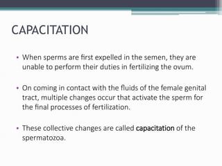 CAPACITATION
• When sperms are ﬁrst expelled in the semen, they are
unable to perform their duties in fertilizing the ovum.
• On coming in contact with the ﬂuids of the female genital
tract, multiple changes occur that activate the sperm for
the ﬁnal processes of fertilization.
• These collective changes are called capacitation of the
spermatozoa.
 