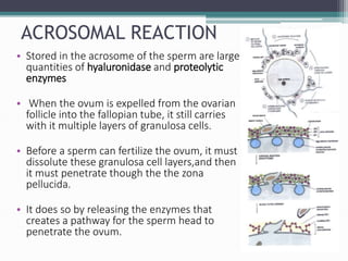 ACROSOMAL REACTION
• Stored in the acrosome of the sperm are large
quantities of hyaluronidase and proteolytic
enzymes
• When the ovum is expelled from the ovarian
follicle into the fallopian tube, it still carries
with it multiple layers of granulosa cells.
• Before a sperm can fertilize the ovum, it must
dissolute these granulosa cell layers,and then
it must penetrate though the the zona
pellucida.
• It does so by releasing the enzymes that
creates a pathway for the sperm head to
penetrate the ovum.
 