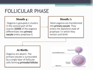 FOLLICULAR PHASE
Month 4 :
Oogonia is grouped in clusters
in the cortical part of the
ovaries (SOME of the oogonia
differentiate into primary
oocyte enters prophase I)
Month 7:
Most oogonia are transformed
into primary oocyte. They
enters the diplotene state of
prophase I in which they
remain until birth
At Birth:
Oogonia are absent. The
primary oocyte is surrounded
by a single layer of follicular
cells forming primodial follicles
 