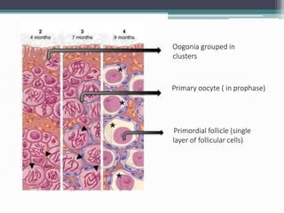 Oogonia grouped in
clusters
Primary oocyte ( in prophase)
Primordial follicle (single
layer of follicular cells)
 