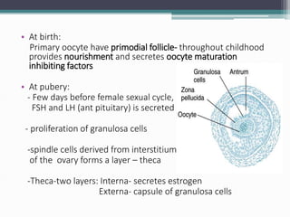 • At birth:
Primary oocyte have primodial follicle- throughout childhood
provides nourishment and secretes oocyte maturation
inhibiting factors
• At pubery:
- Few days before female sexual cycle,
FSH and LH (ant pituitary) is secreted
- proliferation of granulosa cells
-spindle cells derived from interstitium
of the ovary forms a layer – theca
-Theca-two layers: Interna- secretes estrogen
Externa- capsule of granulosa cells
 