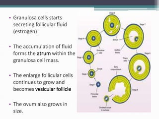 • Granulosa cells starts
secreting follicular fluid
(estrogen)
• The accumulation of fluid
forms the atrum within the
granulosa cell mass.
• The enlarge follicular cells
continues to grow and
becomes vesicular follicle
• The ovum also grows in
size.
 