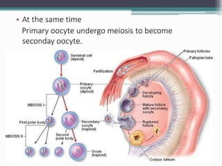 • At the same time
Primary oocyte undergo meiosis to become
seconday oocyte.
 