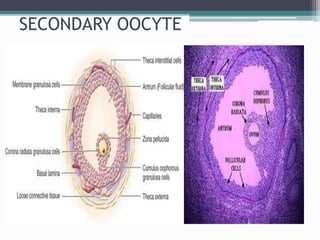 SECONDARY OOCYTE
 