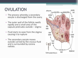 OVULATION
• The process whereby a secondary
oocyte is discharged from the ovary.
• The outer wall of the follicle swells
rapidly and a small area of the
capsule protrudes outside – stigma
• Fluid starts to ooze from the stigma
causing it to rupture
• The secondary oocyte moves
outside carried by the viscous fluid
and is surrounded by corona
radiata.
 