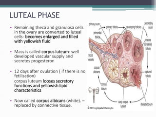 LUTEAL PHASE
• Remaining theca and granulosa cells
in the ovary are converted to luteal
cells- becomes enlarged and filled
with yellowish fluid
• Mass is called corpus luteum- well
developed vascular supply and
secretes progesteron
• 12 days after ovulation ( if there is no
fetilisation)
corpus luteum looses secretory
functions and yellowish lipid
characteristics
• Now called corpus albicans (white). –
replaced by connective tissue.
 