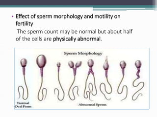 • Effect of sperm morphology and motility on
fertility
The sperm count may be normal but about half
of the cells are physically abnormal.
Loose motility
 