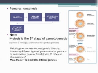• Females: oogenesis
• Note:
Meiosis is the 1st stage of gametogenesis
(separation of homologous chromosomes into haploid daughter cells)
Meiosis generates tremendous genetic diversity.
How many different types of gametes can be generated
by an individual (male or female) with 23 different
chromosomes?
More than 223 or 8,000,000 different gametes
OOGONIA
PRIMARY
OOCYTE
SECONDARY
OOCYTE
OVUM ( if
fertilization
occurs)
 