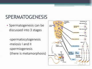 SPERMATOGENESIS
• Spermatogenesis can be
discussed into 3 stages
-spermatocytogenesis
-meiosis I and II
-spermiogenesis
(there is metamorphosis)
 