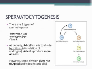 SPERMATOCYTOGENESIS
• There are 3 types of
spermatogonia
-Dark type A (Ad)
- Pale type A (Ap)
- Type B
• At puberty, Ad cells starts to divide
by mitosis (stimulation of
androgen). Ad cells produce more
Ad cells.
However, some division gives rise
to Ap cells (divides mitotic ally)
 