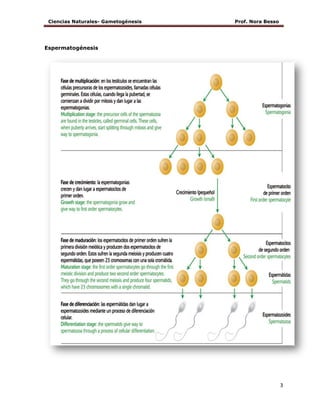 Ciencias Naturales- Gametogénesis Prof. Nora Besso
3
Espermatogénesis
 