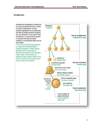 Ciencias Naturales- Gametogénesis Prof. Nora Besso
4
Ovogénesis
 