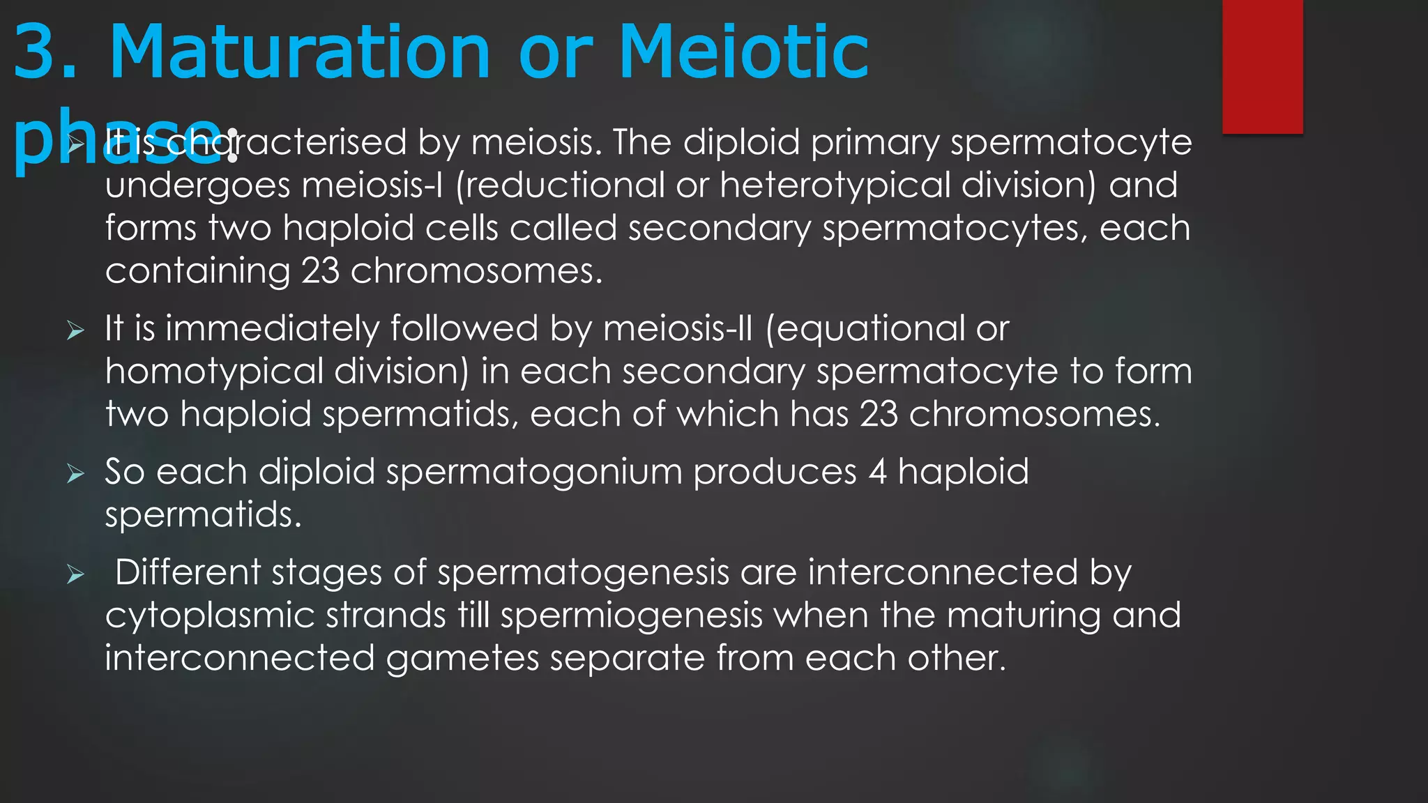 3. Maturation or Meiotic
phase: It is characterised by meiosis. The diploid primary spermatocyte
undergoes meiosis-I (reductional or heterotypical division) and
forms two haploid cells called secondary spermatocytes, each
containing 23 chromosomes.
 It is immediately followed by meiosis-II (equational or
homotypical division) in each secondary spermatocyte to form
two haploid spermatids, each of which has 23 chromosomes.
 So each diploid spermatogonium produces 4 haploid
spermatids.
 Different stages of spermatogenesis are interconnected by
cytoplasmic strands till spermiogenesis when the maturing and
interconnected gametes separate from each other.
 