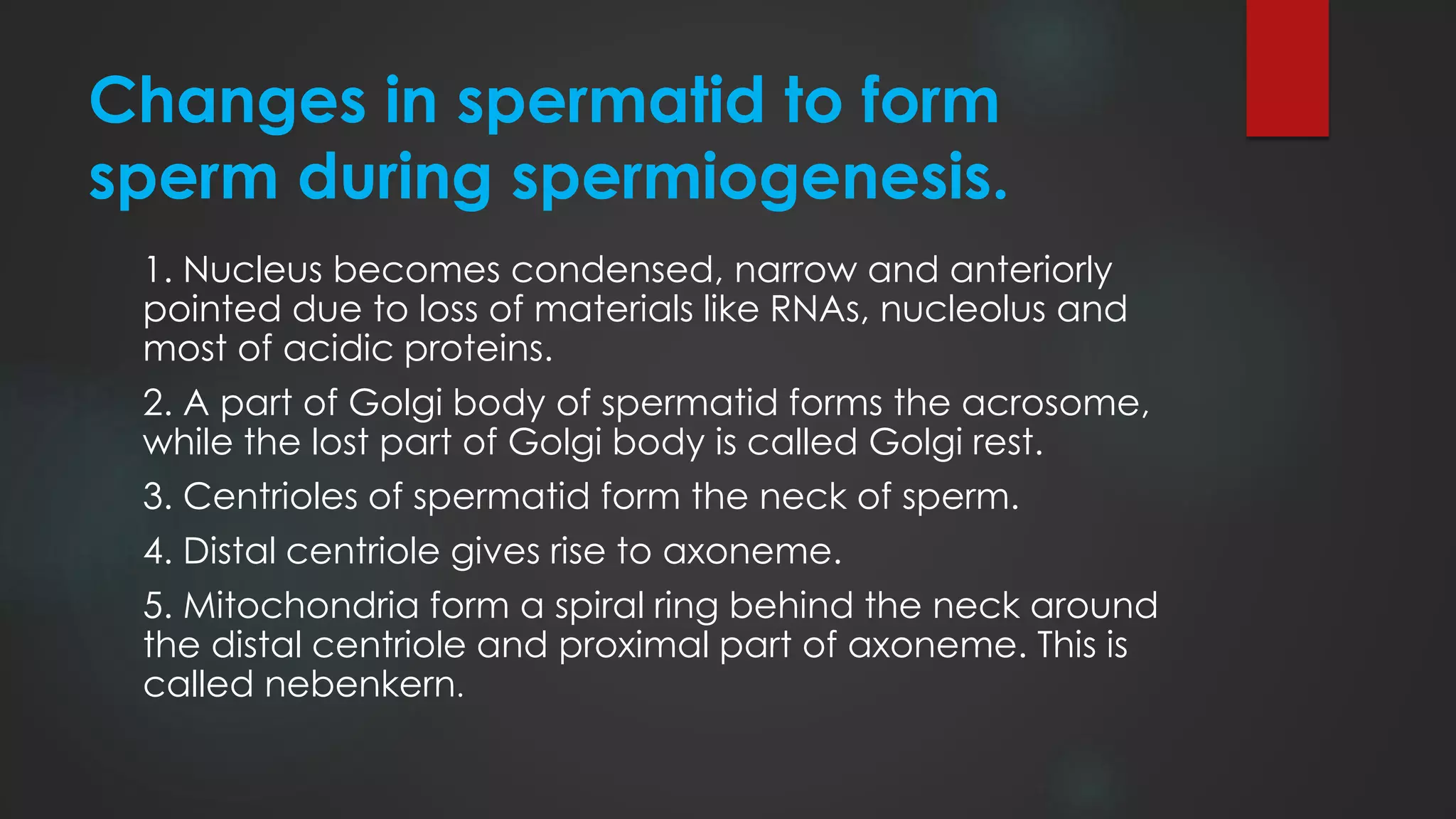 Changes in spermatid to form
sperm during spermiogenesis.
1. Nucleus becomes condensed, narrow and anteriorly
pointed due to loss of materials like RNAs, nucleolus and
most of acidic proteins.
2. A part of Golgi body of spermatid forms the acrosome,
while the lost part of Golgi body is called Golgi rest.
3. Centrioles of spermatid form the neck of sperm.
4. Distal centriole gives rise to axoneme.
5. Mitochondria form a spiral ring behind the neck around
the distal centriole and proximal part of axoneme. This is
called nebenkern.
 